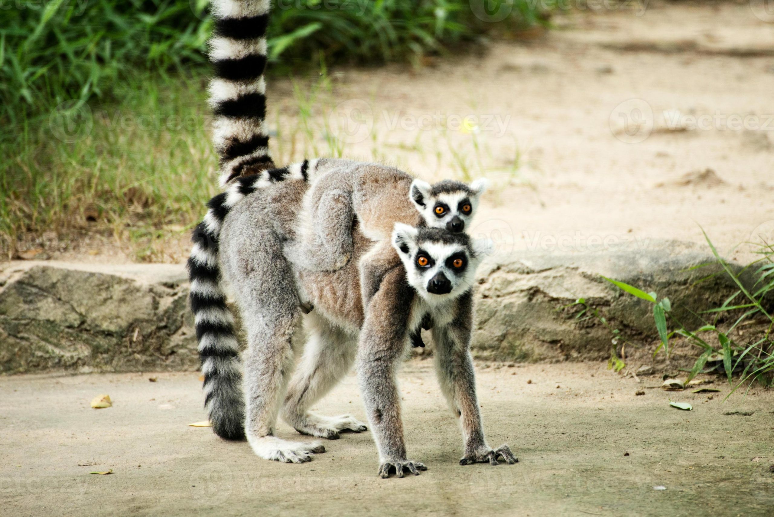 Ring-tail-lemur - Lemur of Madagascar - ANJA reserve - Isalo NP - South of Madagascar - RN7