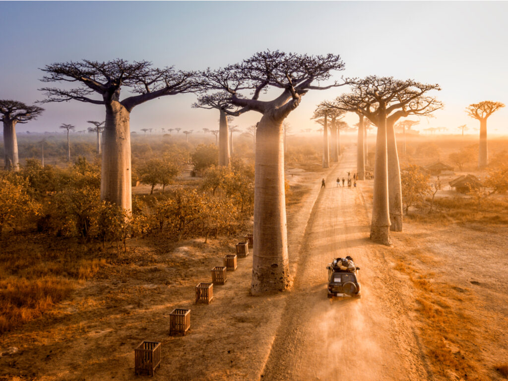 Avenue of Baobab - Madagascar - Baobab tree