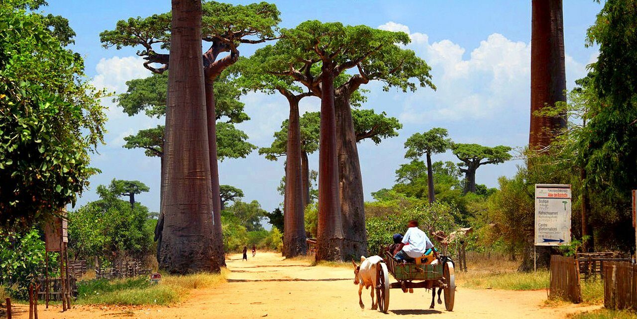 Alley of Baobab - Madagascar - West of Madagascar