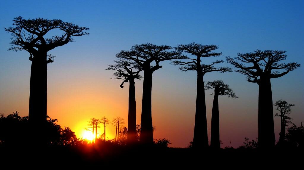 Sunset  photo at the avenue of Baobab - Madagascar - Baobab tree