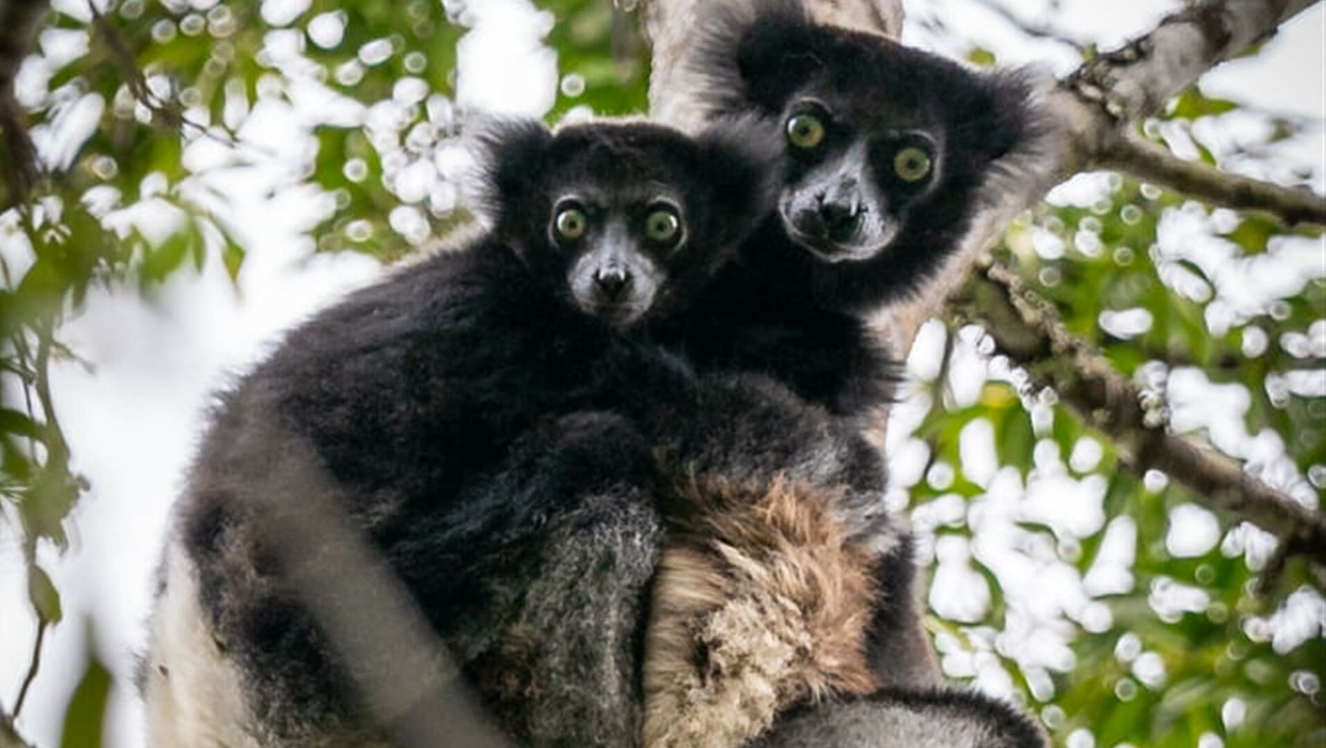 Lemur of Madagascar - indri indri - Andasibe NP - Mantadia - Palmarium