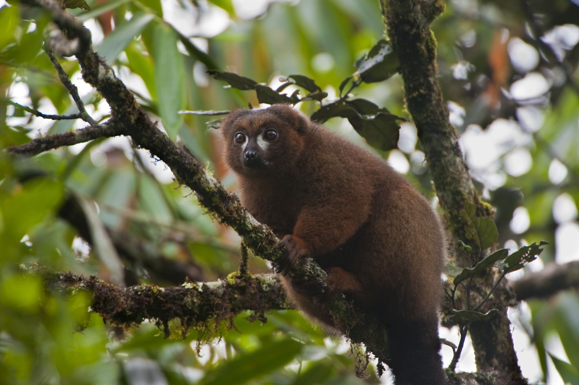 Bamboo lemur - Ranomafana NP - Rainforest